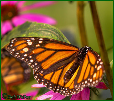 A Monarch Butterfly Inside The Nature Center's Butterfly House