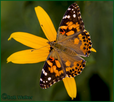 A Painted Lady Butterfly Landing On A Black-eyed Susan