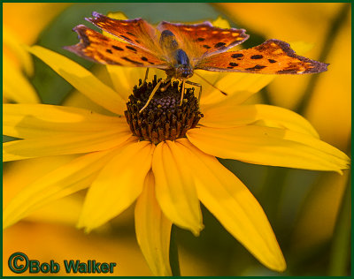 The Wellesley Island State Park's Nature Center's Gallery
