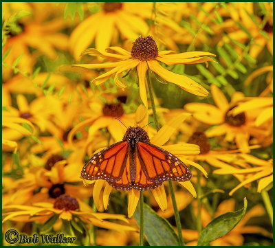 A Male Monarch In A Garden Of Black-eyed Susan 