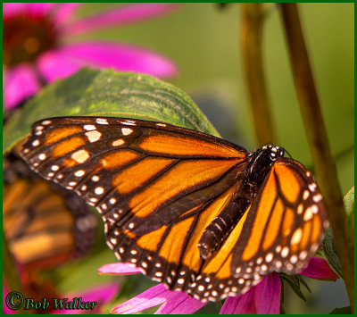 Monarch Butterfly In The Purple Coneflowers
