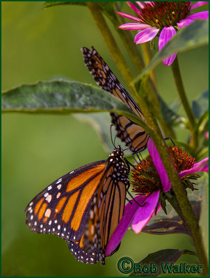 Monarch Butter Flies Two