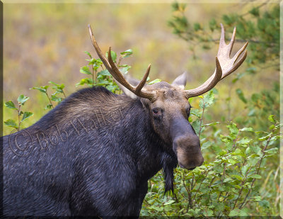 This Bull Moose Posed For Me As It Came Out Of The Water