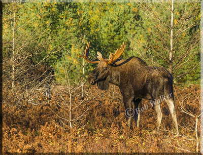 Bull Moose In Warming Morning Sun Light
