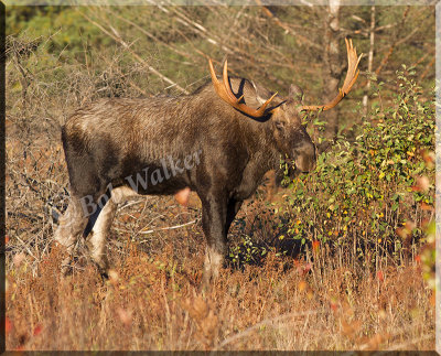 The Bull Moose Browsing For It's Breakfast