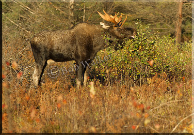 The Bull Moose Flemming