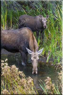 Mom And Calf Browsing Roadside