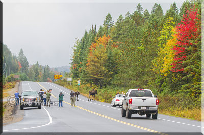 Moose Observers