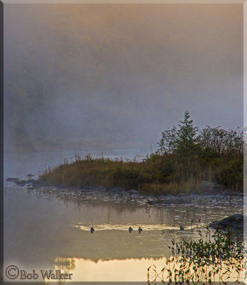 Four Ducks In A Row In A Morning Mist