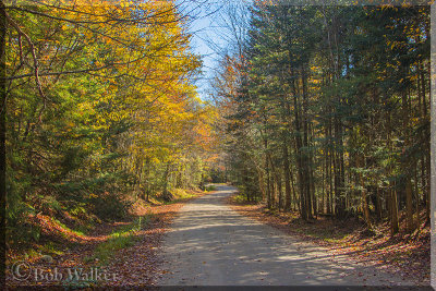 Fall In Adirondack Park Along A Road In Moose River Recreation Area