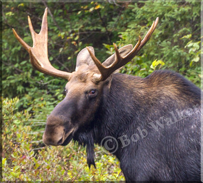 A Portrait Of The Bull After Leaving The Water