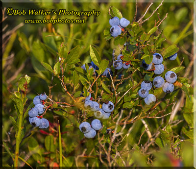 Bear Food In The Blue Berry Patch 