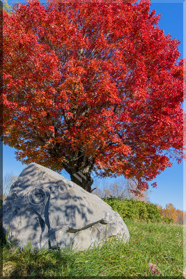 Fall's Red Maple's Beauty