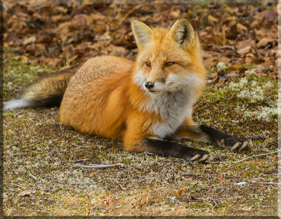 The Red Fox Is One Beautiful Specie Of Wildlife