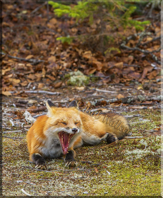 A Little Yawn From A Tired Fox