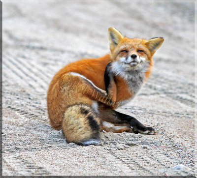 When A Fox Has To Itch A Fox Has To Itch.