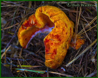 An Orange Cup Fungus (Aleuria aurantia)