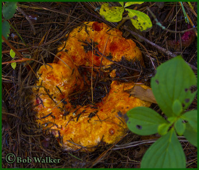 Another View Of This Unusual Colorful Woodland Floor Fungus