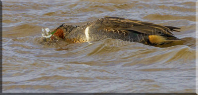 Green-wingeed Teal Foraging