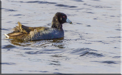 American Coot In The Fall Toward End Of Migration