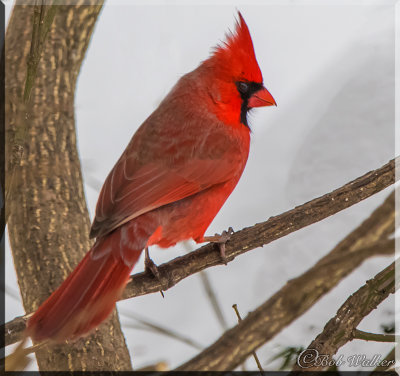 Male Cardinal Too Paying Us Visit In 2016