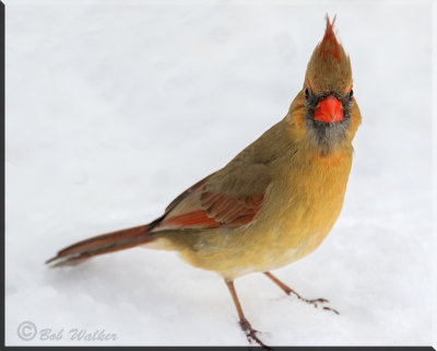 Female Cardinal Paying Us A Visit In 2016