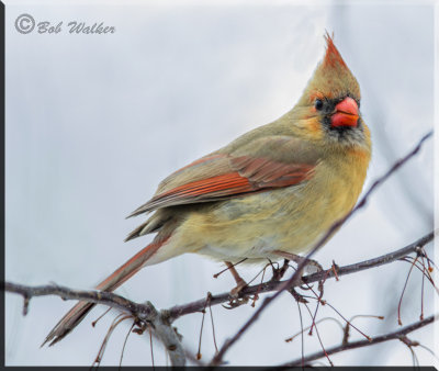 Female Cardinal Watching Us