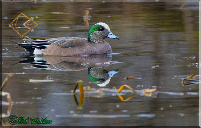  The American Wigeon A Dabbling Duck