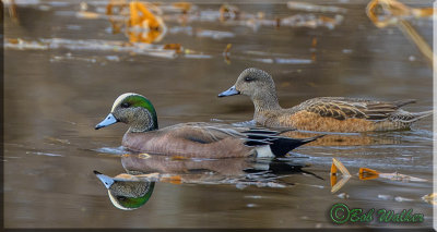 The Male & Female American Wigeons 