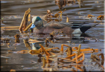 The American Wigeon Cruising For It's Meal