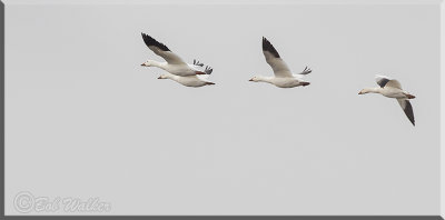 Snow Geese In Flight  