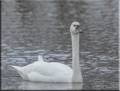 Tundra Swan Looking At me