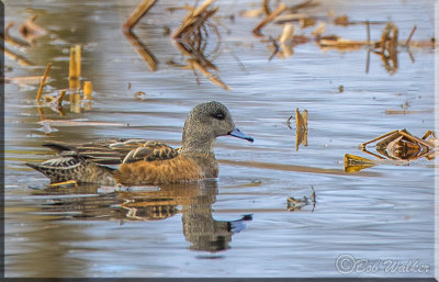 Female American Wigeon