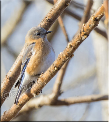 The Female Eastern Bluebird