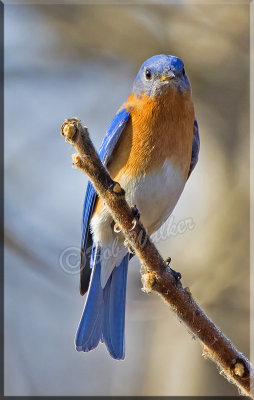 Eastern Bluebird Male Very Tentative 