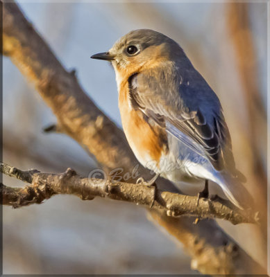 A Eastern Bluebird Female In Flattering Light