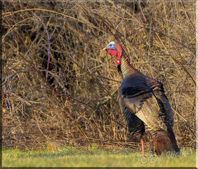 The Wild North American Turkey Gallery