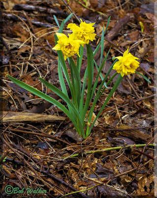 Spring Daffodils ( Large - cupped Narciss)