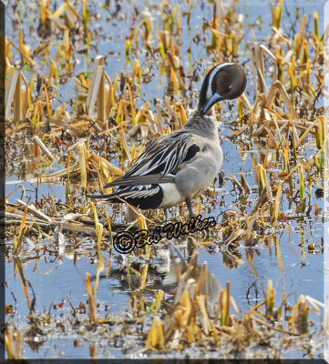 Northern Pintail Preening  