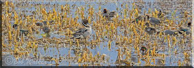 A Northern Pintail In The Flock Of Mixed Species 