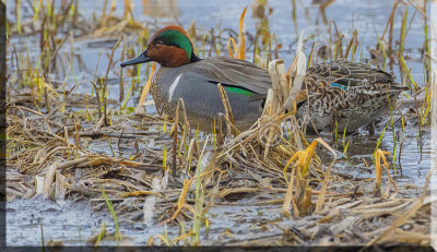 Green-winged Teal With A Mate In The Reeds