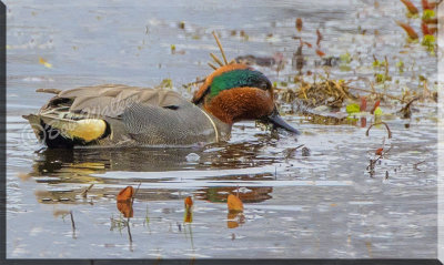 Green-winged Teal Foraging