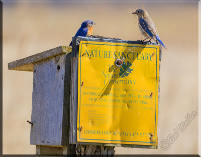 Bluebirds Nesting On Protected Land