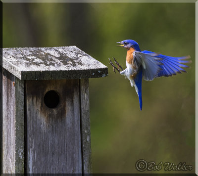 The Bluebird Flies To The Nesting Birdhouse
