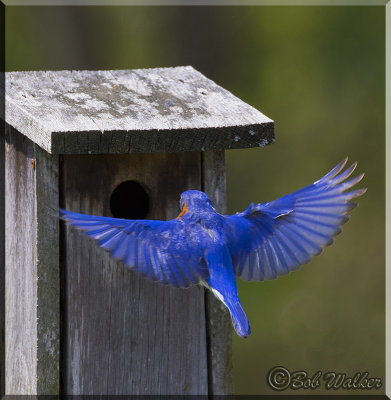 Bluebird Approaching Entrance To The Birdhouse