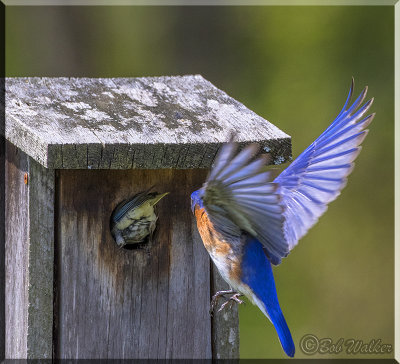 The Bluebird Has To Wait His Turn