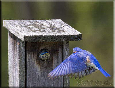 The Bluebird Still Awaits His Turn