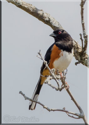 The Eastern Towhee (Pipilo erythrophthalums) Gallery