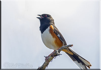 The Eastern Towhee Calls Out In Trying To Locate A Mate