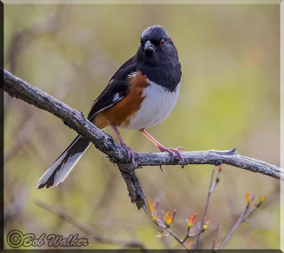 The Eastern Towhee And I Witness Changing Light